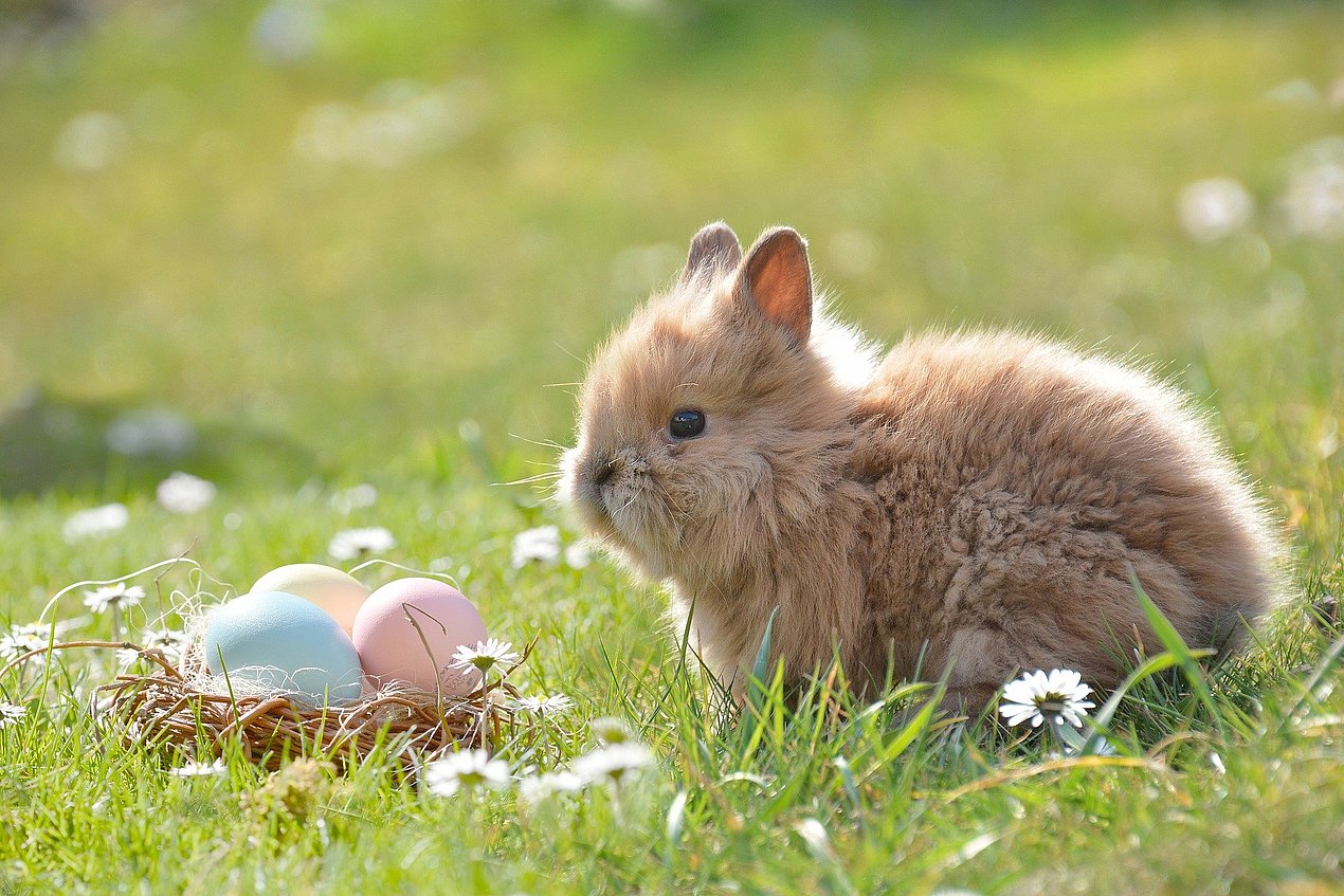 Osterhase auf der Wiese