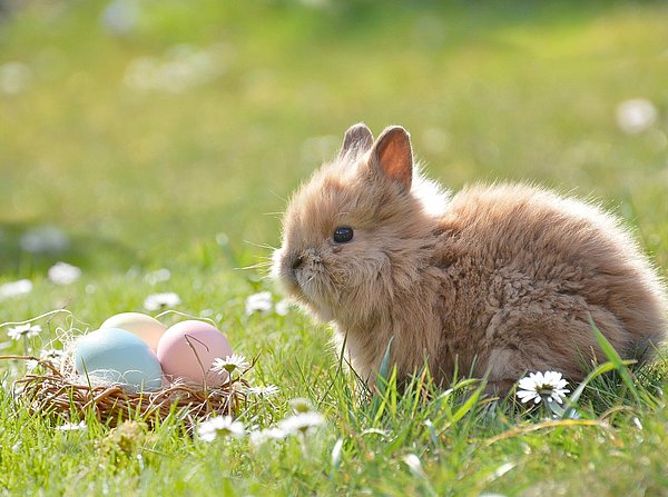 Osterhase auf der Wiese