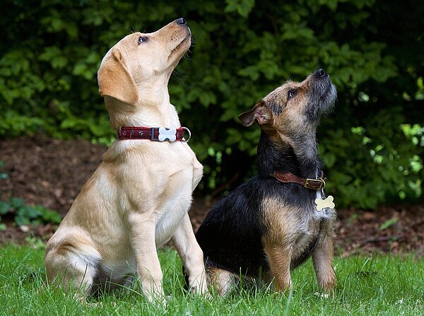 Zwei Hunde mit Halsband gucken in den Himmel
