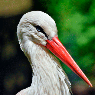 Storch